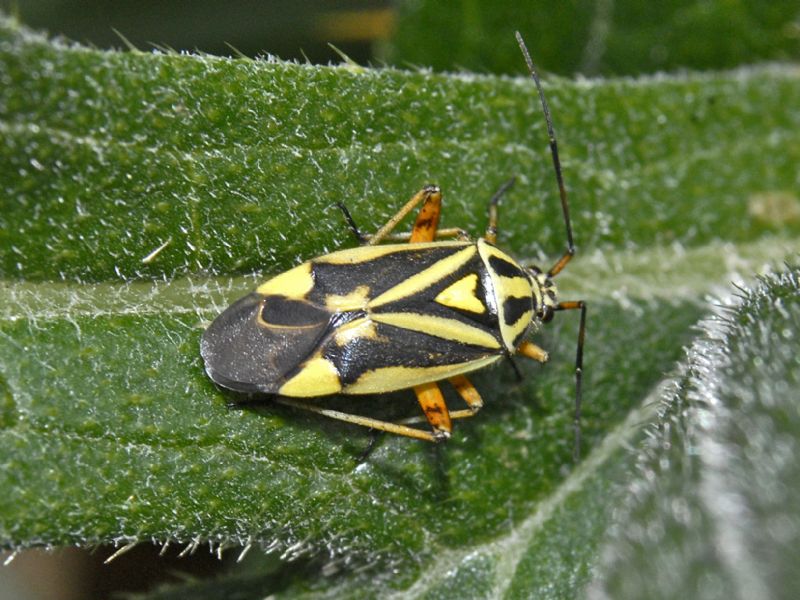 Miridae:  Brachycoleus decolor
